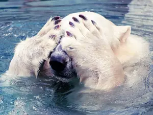 How does a polar bear build a house?