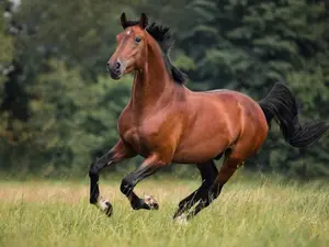How does a single horse RSVP to a party?
