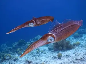 How does a squid go into battle?