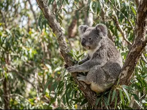 How does the koala keep notes?
