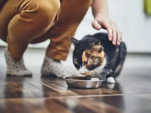 How is cat food sold?