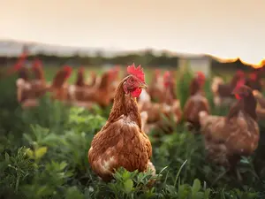 How long do chickens work?