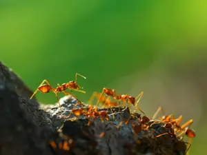 How many ants are needed to fill an apartment?
