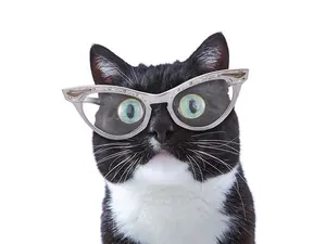 How many insurance policies do cats need?