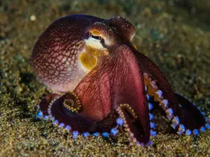 How many tickles does it take to make an octopus laugh?
