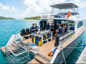 How much does it cost to swim with sharks?