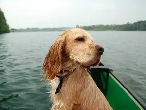How to you navigate a canoe filled with puppies?