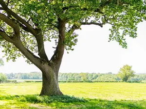 I can cut down a tree only using my vision...