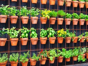 I was just reminiscing about the beautiful herb garden I had when I was growing up.