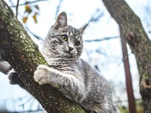What do you get if you cross a cat with a tree?