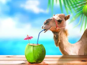 What do you get if you cross a cow with a camel?
