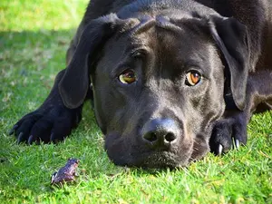 What do you get if you cross a frog and a dog?