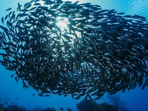 OK, that's enough fish puns.
