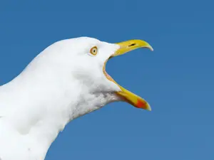 That bird won't stop squawking.