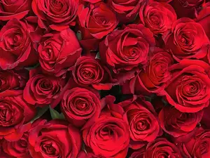We had a discussion about roses.