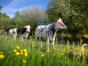 We tried to teach our cows how to be actors.