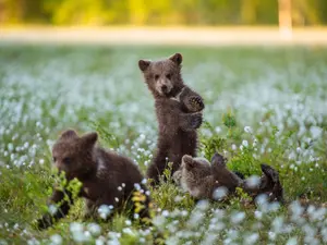 What after-school activity do bears participate in?