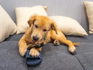 What animal always goes to bed with its shoes on?