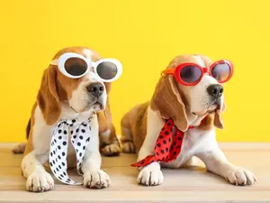 What animal dresses the most fashionably?