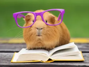 What animal has 20/20 vision?