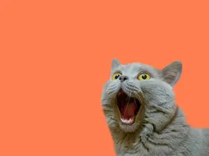 What animal has more lives than a cat?