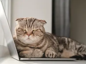 What animal has the worst mood swings?