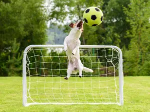 What animal is undefeated in all sports?