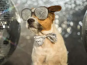 What animal likes to party the most?