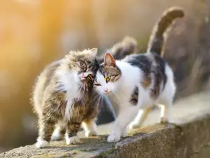 What animal loves to sway side-to-side?