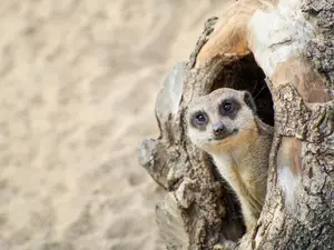 What animal should you never play hide and seek with?