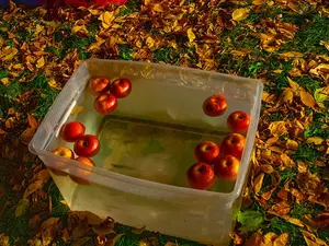 What animal won the bobbing for apples contest at the fair?