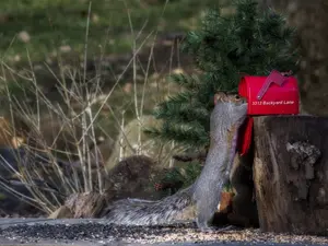 What animals love to close envelopes?