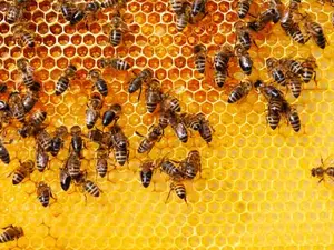 What bee is good for your health?
