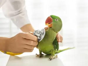 What bird ends up constantly getting hurt?