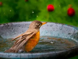 What bird helps you stay dry?