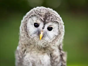 What bird is always sad?