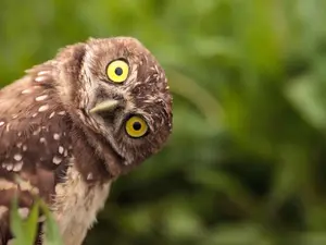 What bird is losing its hair?