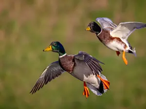 What birds always travel in twos?