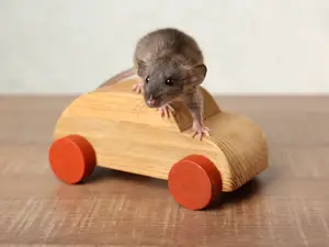 What car is the perfect size for mice?