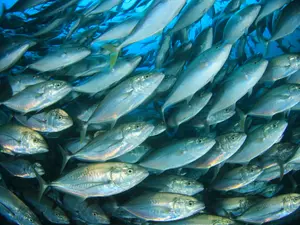 What country has the most fish?