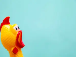 What day of the week do chickens hide?