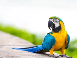 What did Polly the parrot want for the 4th of July?