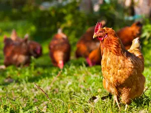 What did Snow White™️ call her chicken?