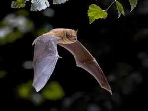 What did the bat say to his girlfriend?