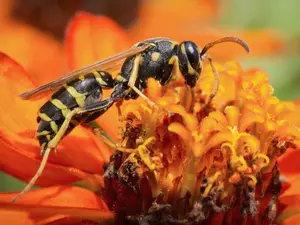 What did the wasp do when he got hot?