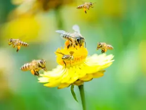 What did the bee say to the flower?
