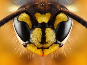 What did the bee say to the naughty bee?