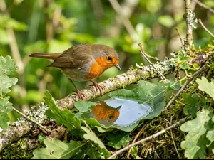 What did the bird say when it noticed a few wrinkles?