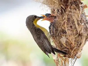 What did the bird's mom say when he talked just like his dad?