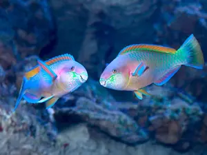 What did the boy fish say to his girlfriend?